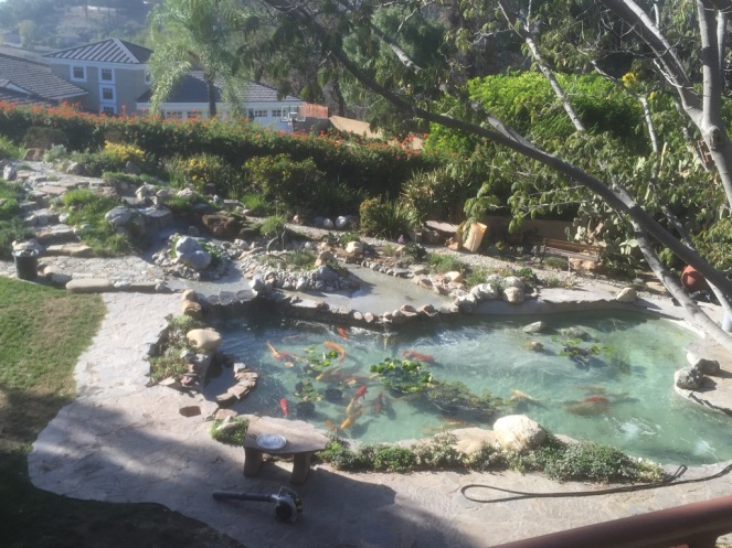 koi pond and water garden cleaning services and maintenance